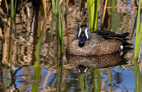 Blue-winged Teal (male).jpg | BirdForum