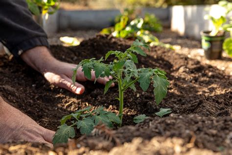 The Most Effective Way To Plant Tomatoes - TrendRadars