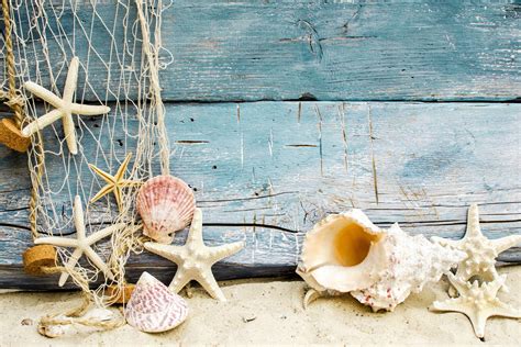 Seashells Wallpapers - Top Free Seashells Backgrounds - WallpaperAccess