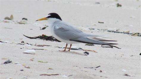 CANCELLEDUpdate in Conservation: Status of the Piping Plover and Least Tern in Southampton Town ...