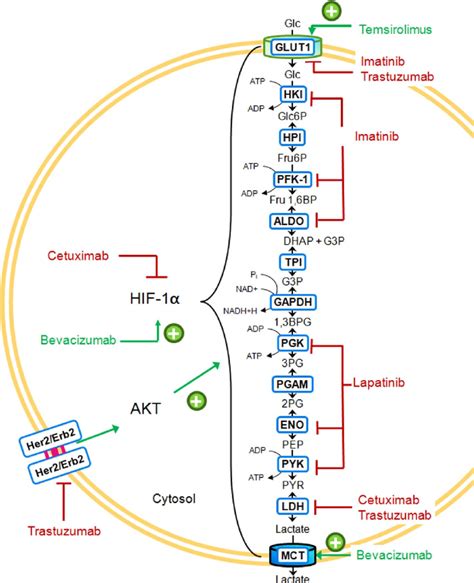 Glycolytic targets of PK inhibitors and mAbs. GLUT glucose transporter,... | Download Scientific ...