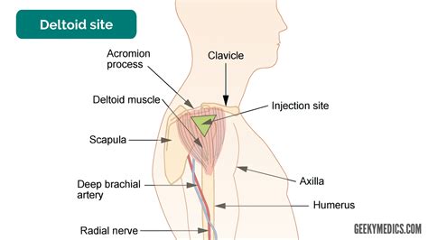 How To Give A B12 Injection In The Deltoid : How To B12 Self Injection ...