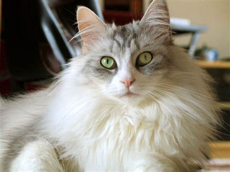 Ragdoll Cat Breed - Animals Species