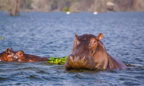 Lake Naivasha National Park | Kenya Wildlife Safari Destinations