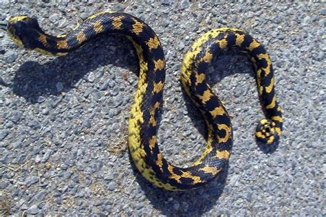 20 Species of Black and Yellow Snakes (With Pictures) - ReptileHow.com