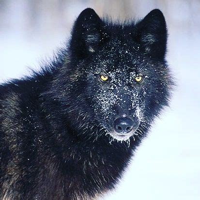 The Daily Wolf 🐺 on Instagram: “The Alexander Archipelago wolf lives in ...