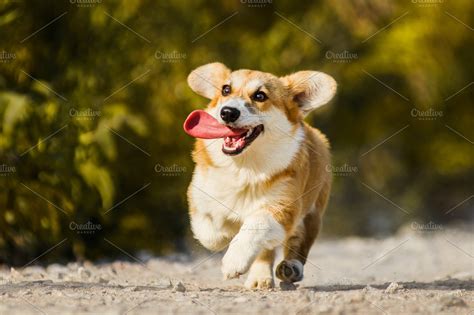 Funny Welsh Corgi running with | High-Quality Animal Stock Photos ...