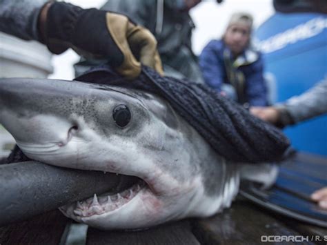 New Shark Pup, 'Great White Finn,' Spotted Off Long Island: Video ...