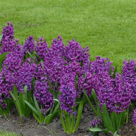 Hyacinthus orientalis Purple Sensation | White Flower Farm