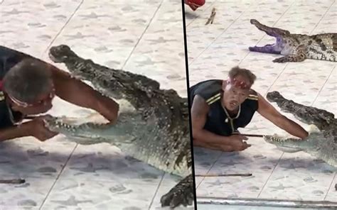 Crocodile attacks man after putting arm in its throat - The Standard Entertainment