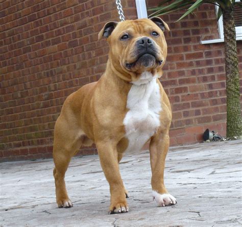 Staffordshire Bull Terrier | Bully breeds dogs, Bull terrier, Staffy dog