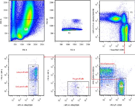 Identification of pre-pro-B and pro-B cell stages using a combination ...