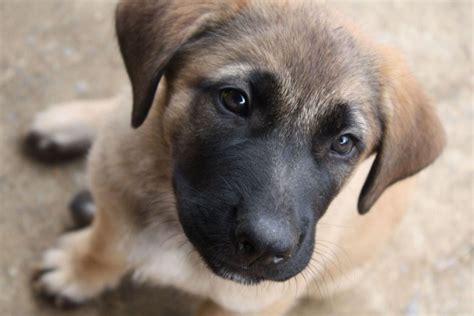 The German Shepherd Mastiff Mix: All On This Amazing Giant