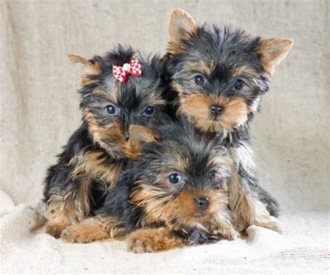 Cute Dogs: Cute Yorkshire terrier puppies