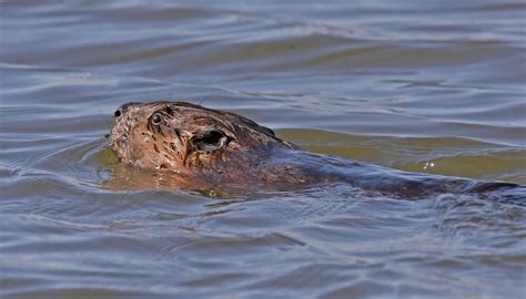 A Case of Mistaken Identity: Beaver or Muskrat? - Forest Preserves of Cook County