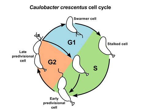 Spatiotemporal Model of the Asymmetric Division Cycle of Caulobacter cell