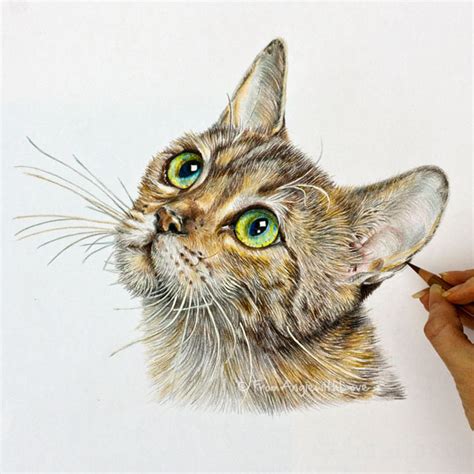 Tabby - Coloured Pencil Cat Portrait Hand-Drawn by Angie x