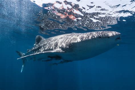 Photo sous marine - photographe sous marin / Requin baleine-Photo ...