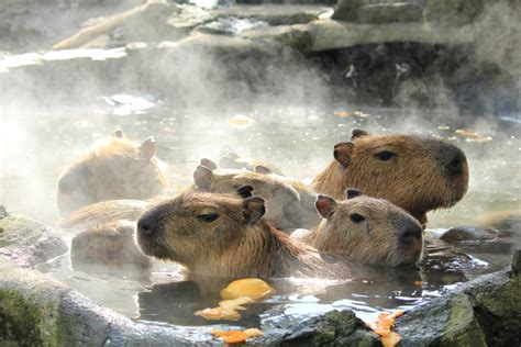 Izu Shaboten Zoo, on one page charms and highlights quickly, Shizuoka – Fantastic places in cool ...