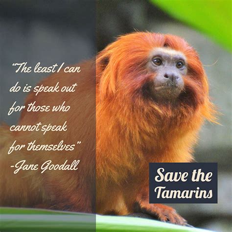 Golden Lion Tamarin Conservation on Behance