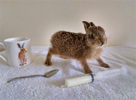 A beautiful baby hare has been nursed back to health from the brink of death | Guernsey Press