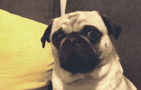 PUGS are the UGLIEST breed of dogs ... but they are also soooo ADORABRU [gifs] | IGN Boards