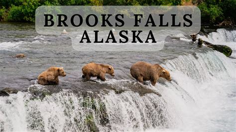 Experience Bears and Fish at Alaska Brooks Falls by Seaplane