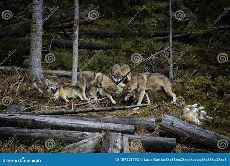 Life in the Pack of Wolves. Stock Photo - Image of beast, wild: 107221792