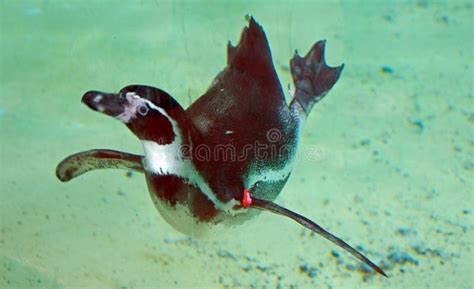 Penguin Swimming Underwater Stock Image - Image of underwater, seafowls ...