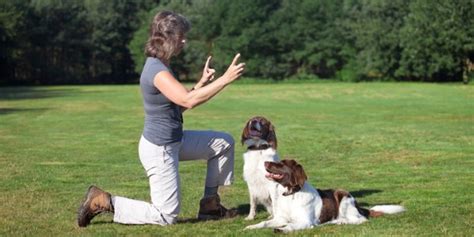 What does a dog trainer do? - CareerExplorer