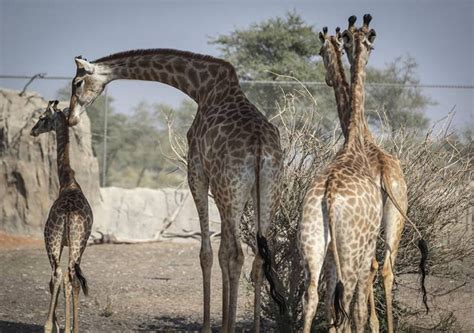 Sharjah Safari Park Tickets - Sharjah Zoo - Mala Tourism