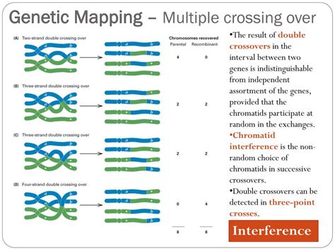 PPT - Genetic Linkage and Chromosome Mapping PowerPoint Presentation ...