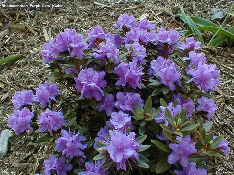 Purple Gem Rhododendron | Blooming plants, Plants, Rhododendron