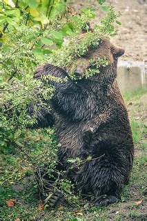 Bear at Bern Bear Park | Patrick Frauchiger | Flickr