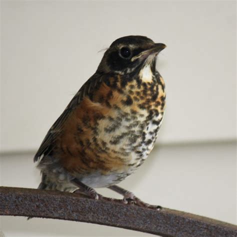 American Robin, juvenile - FeederWatch