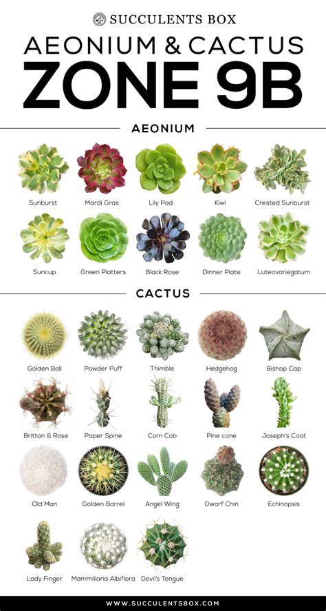 Choosing Succulents for Zone 9 CALIFORNIA, FLORIDA & ARIZONA ...