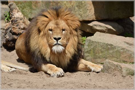 Lions In Artis 14 Free Stock Photo - Public Domain Pictures