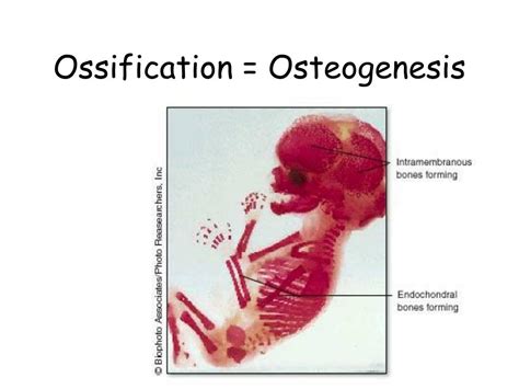 PPT - Ossification = Osteogenesis PowerPoint Presentation, free download - ID:393539