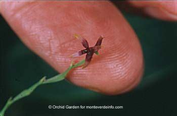 Monteverde, Costa Rica Orchid Garden Photo Gallery