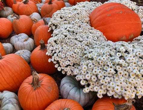 Caring For Your Fall Mums — Carmen Johnston Gardens