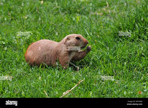 Black-tailed prairie dog rodent eating grass. Animal in natural ...