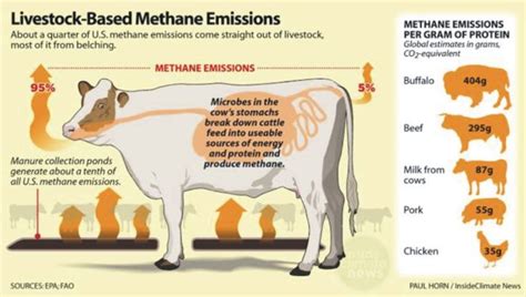 A discovery to lower methane emissions from livestock | Benison Media