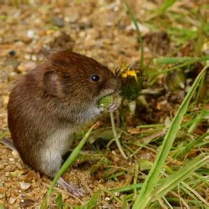 Bank Vole - Facts, Diet, Habitat & Pictures on Animalia.bio