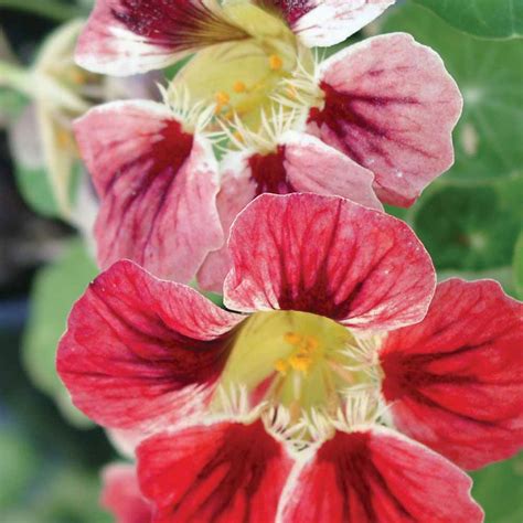 Nasturtium Seeds - 12 Nasturtiums - Showy Annual Flower Seeds