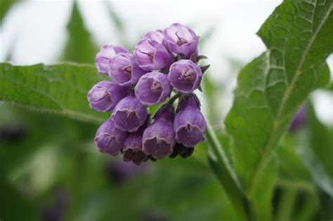 Everything You Need to Know About the Amazing Comfrey Plant - Garden and Happy