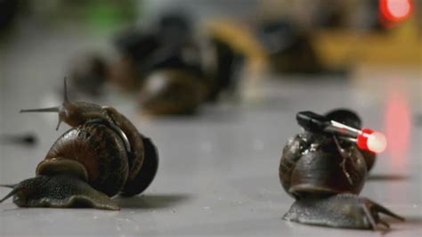 Incredible time-lapse photography of snails: New study reveals snail's ...