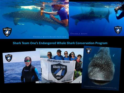 Endangered Whale Shark Conservation Program - Earth Day