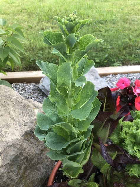 My first time growing romaine lettuce. I harvested some leaves from the outside last week and ...