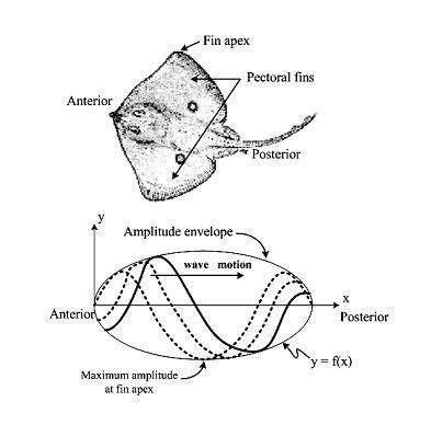 Stingray Anatomy Diagram