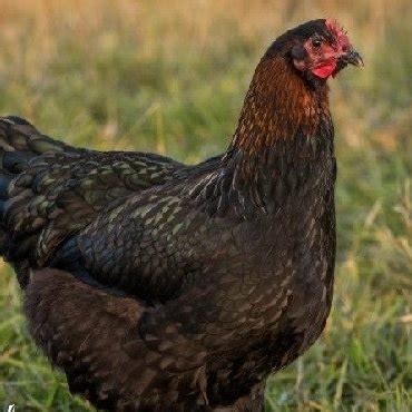 Black Copper Marans — Chicken Junkyard